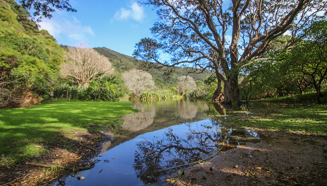 New Zealand Forest Landscape