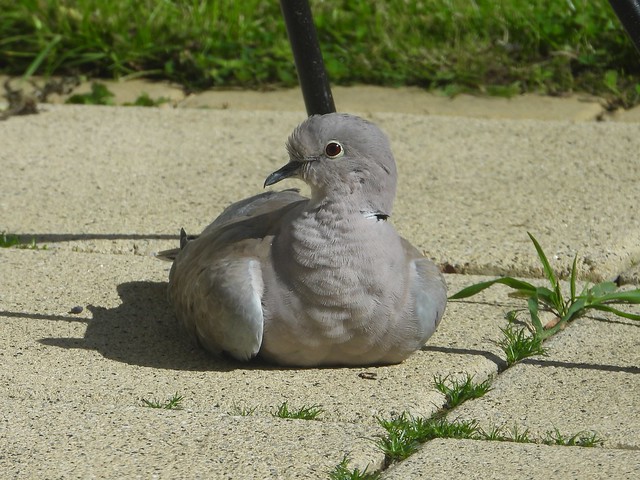 Collared Dove sunbathing