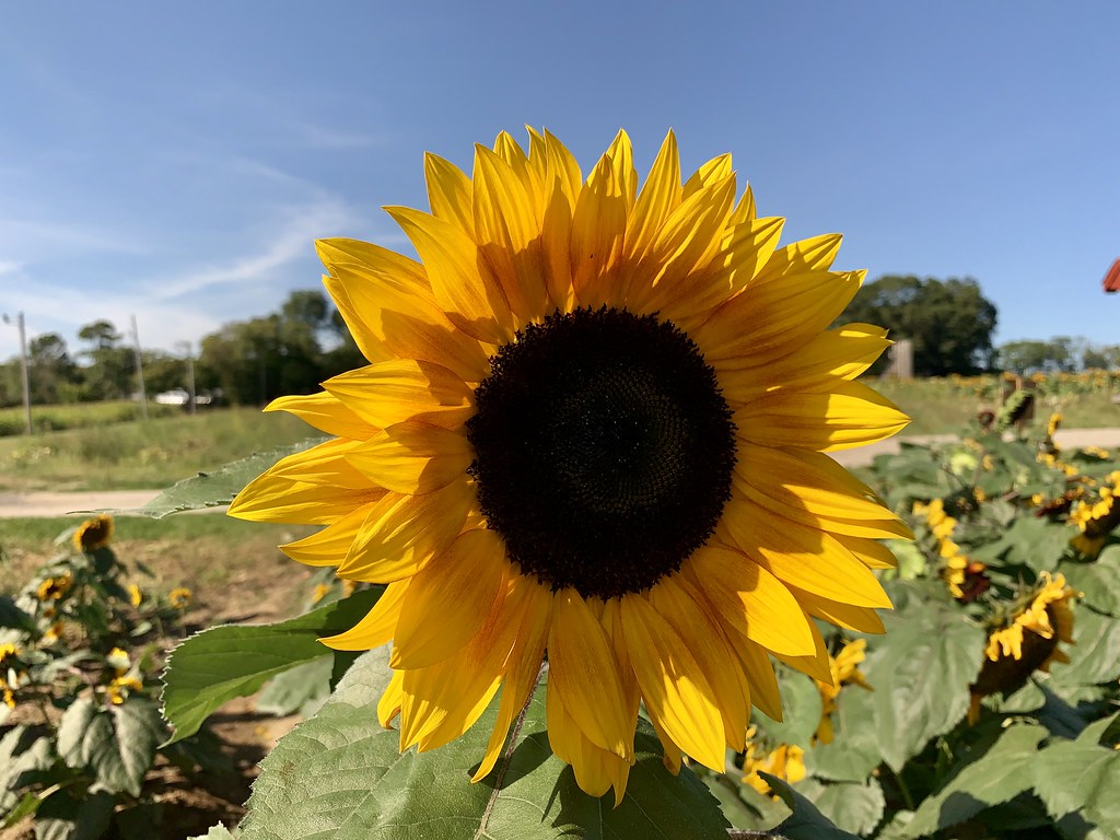 Confreda Farms Sunflowers