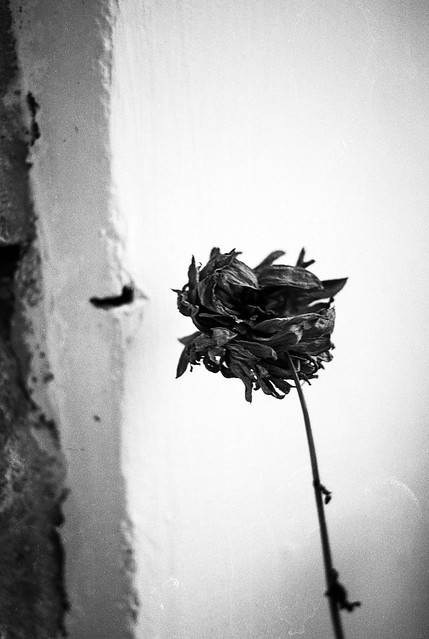Dead flowers in black and white #6