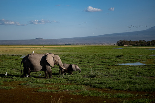 africa afrique amboseli amboselinationalpark kajiado kenya nationalpark parcnationaldamboseli animal mammifère marécage swamp éléphant valléedurift