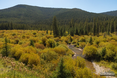 september fall autumn nikond750 montana littlebeltmountains helenalewisandclarknationalforest willows trees color colorful gold golden creek stream water sunny blue sky tamron2470mmf28