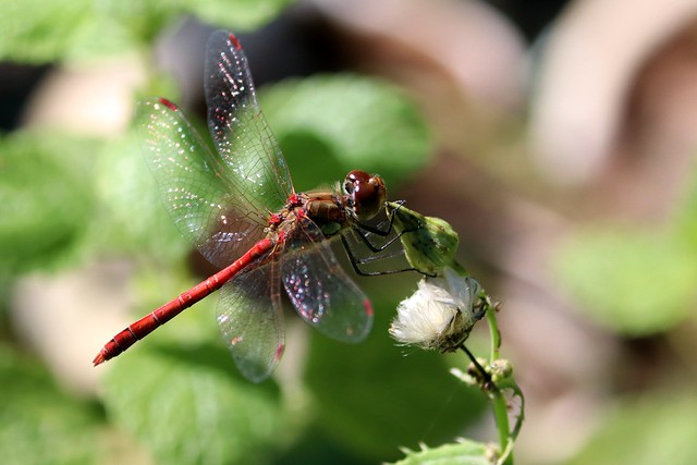 Red dragonfly II