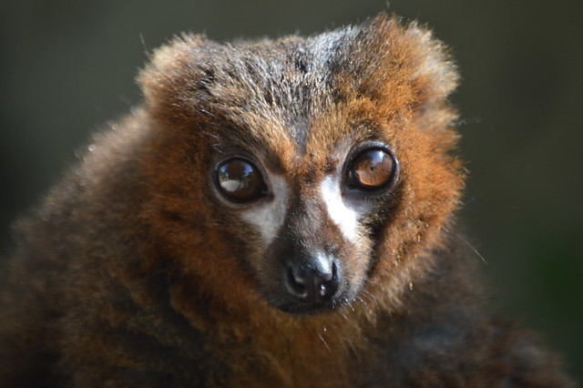 Red-Bellied Lemur