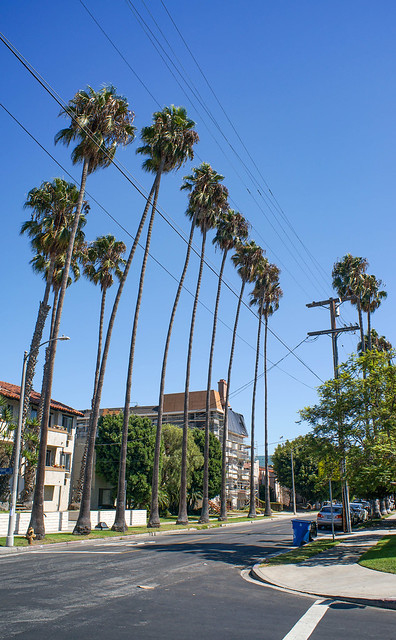 Palms and Telephone Lines