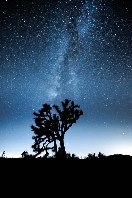 Joshua Tree National Park under the dark night sky.