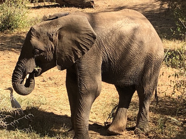 Elephant at Samburu