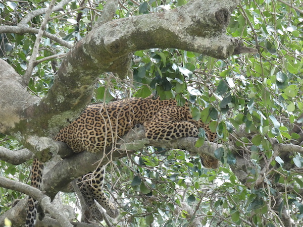 Leopard laying around at Maasai Mara