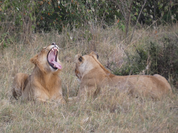 Yawning lion at Maasai Mara