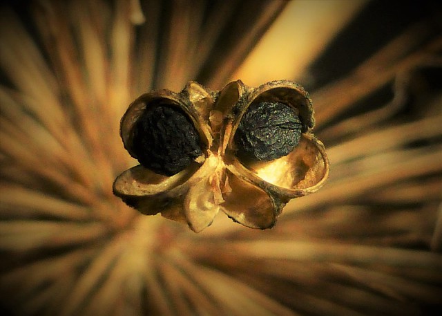Allium Alien 👽 - Pareidolia ..x