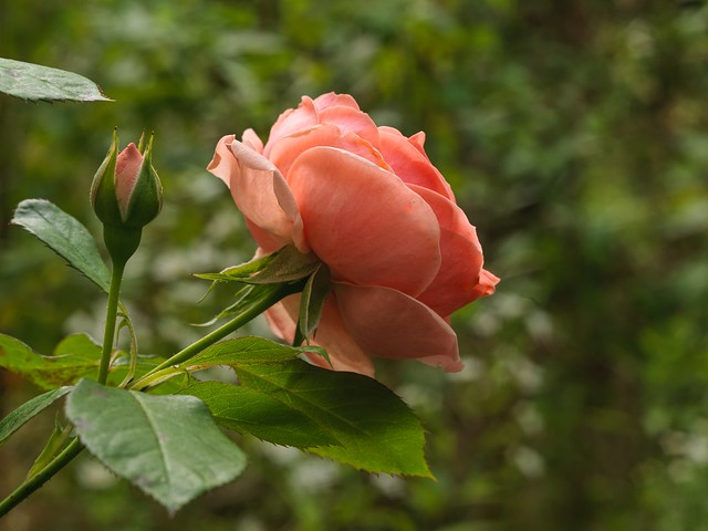 Rose for ever