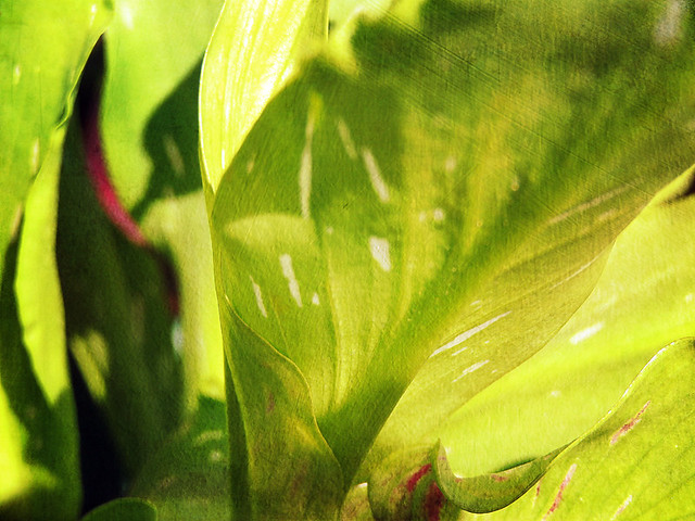 Close-up of the spotted leaves of a burgundy calla lily in the photo app Stackables