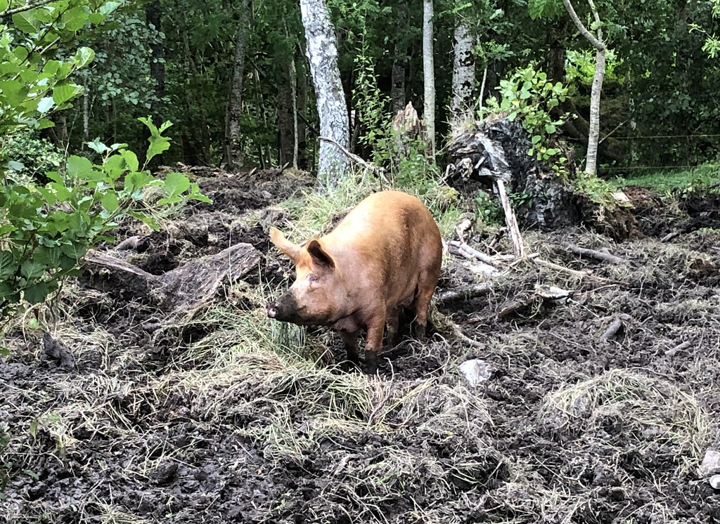 Pigs in the wood