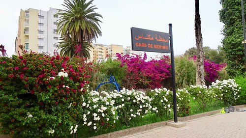 morocco meknes garedemeknes trainstation flower bougainvillea rose