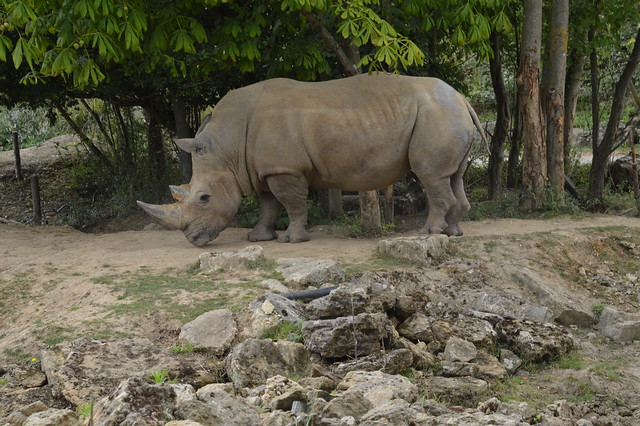 Southern White Rhinoceros from Zufari