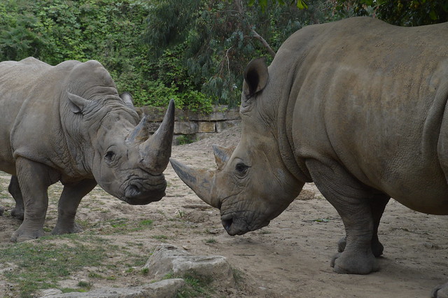 Two White Rhinos