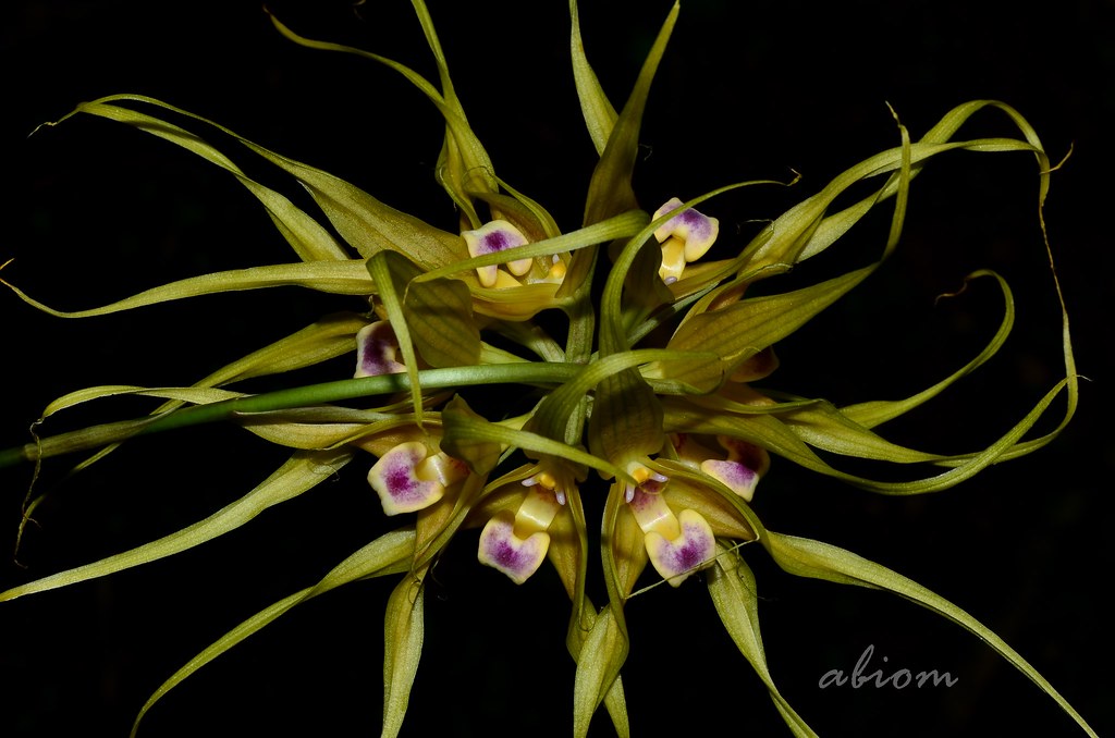 Bulbophyllum virescens