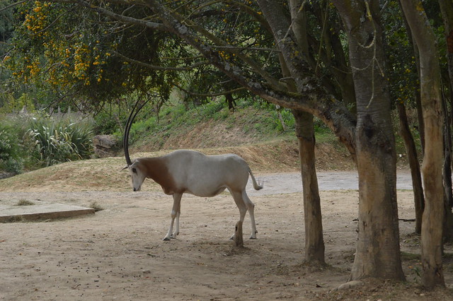 Schmitar-Horned Oryx