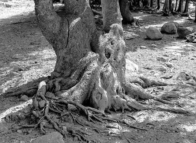 Tree Roots. IMG_0560b