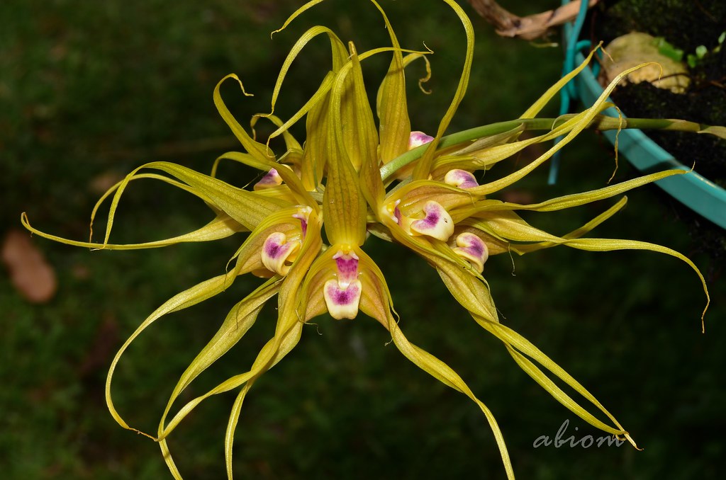 Bulbophyllum virescens
