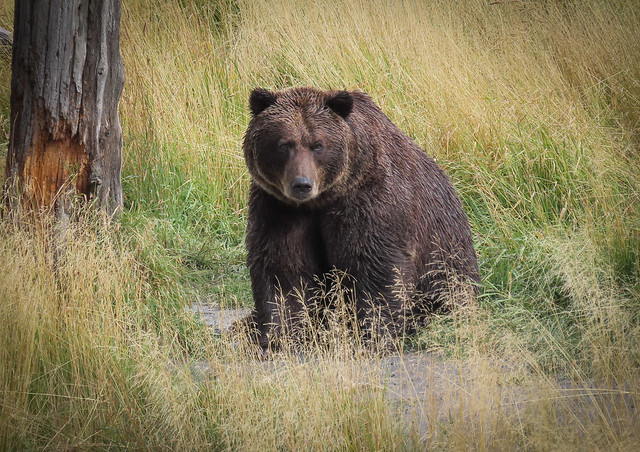 North American Brown Bear- Portrait