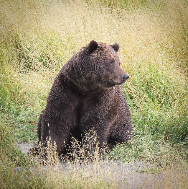 North American Brown Bear- Portrait