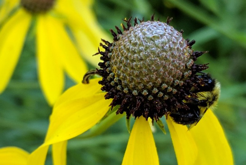 bumblebee holding onto the right side of a gray-headed coneflower