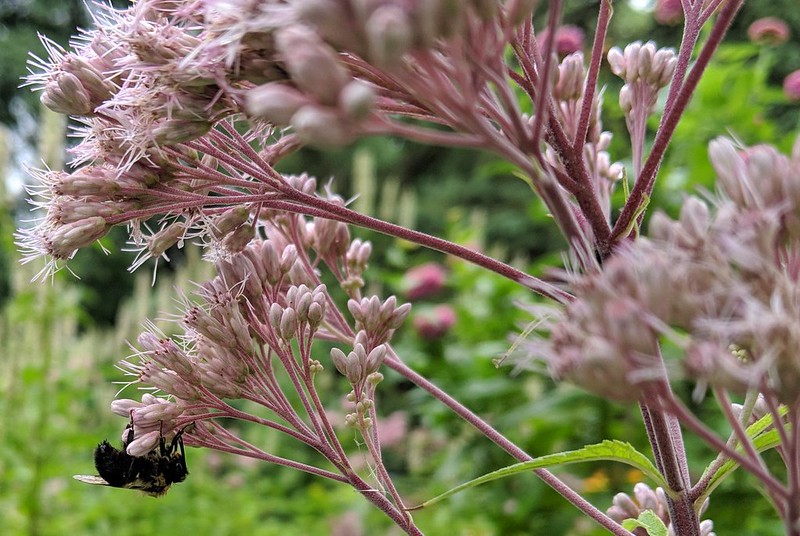 bumblebee under a light-pink flower with its head to the flower cluster