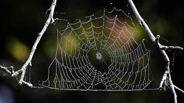 Spider Web with Fog Droplets