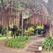 Furnas Arboles Jardín Botánico Parque Terra Isla San Miguel Azores Portugal 02