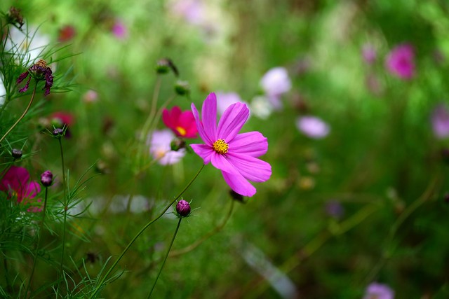 Flowers in season, Cosmea