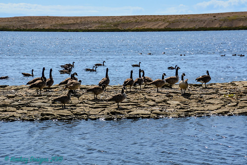 Dorset - Abbotsbury Swannery - 2019 Canada Geese | by Kimhaz - Here and There