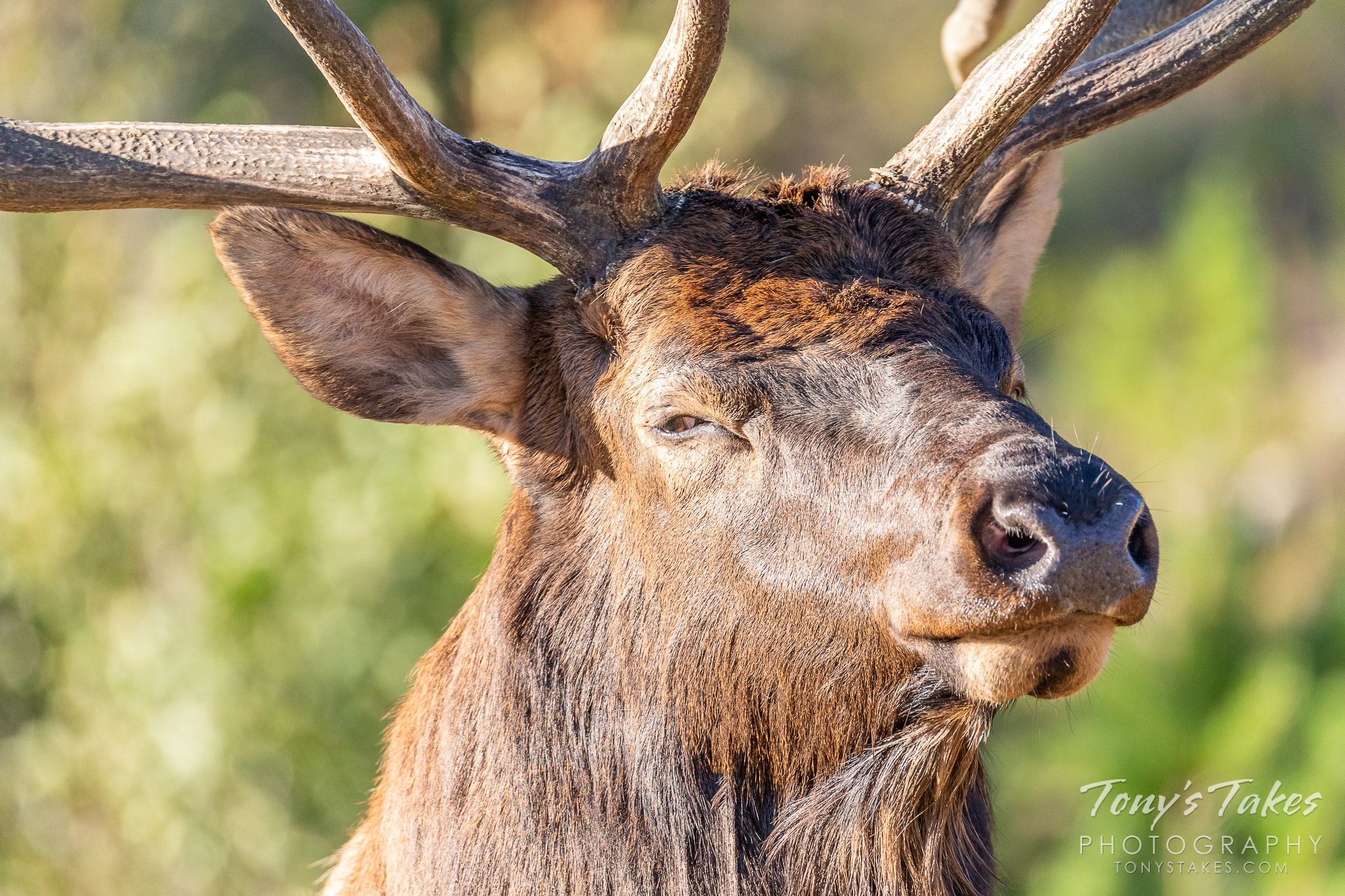 Elk bull gives the side-eye for Wapiti Wednesday