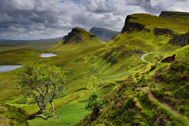 The Quiraing tree