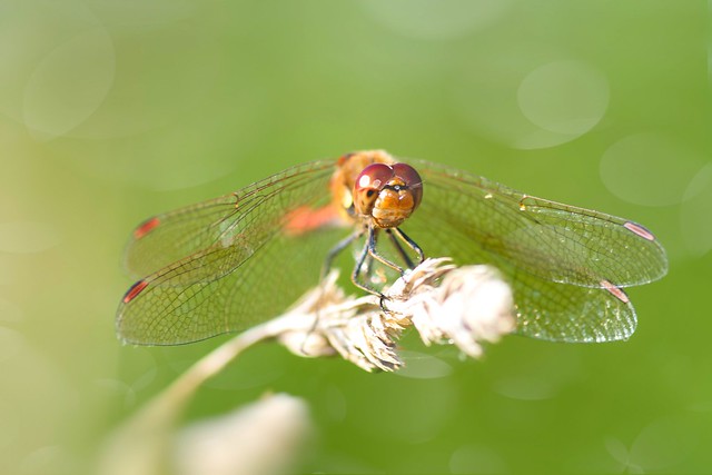 Common Darter (Sympetrum striolatum)