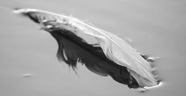 Floating feather