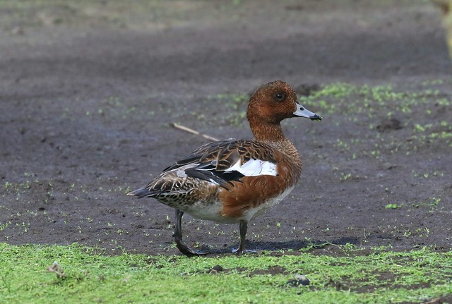 Wigeon, eclipse plumage.