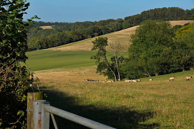 Sheep crossing a field near Wye