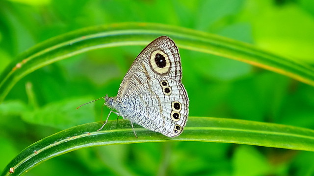 Pjilippines Butterfly