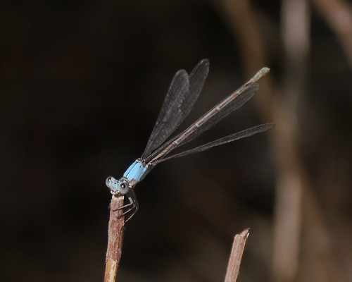 mikaelbehrens dragonfly wildlife texas gonzalesindependencepark insect gonzales unitedstatesofamerica