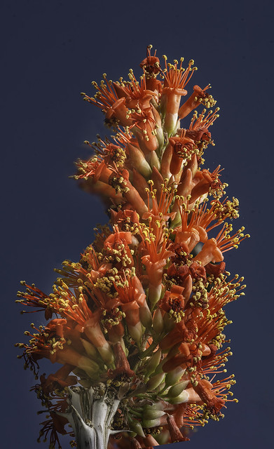 Ocotillo Blooms In The Light