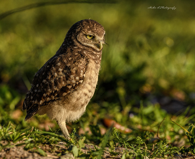 Burrowing owl (juvenile)