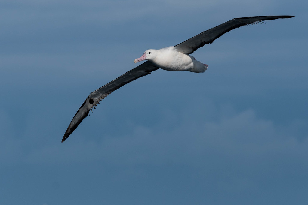Royal Albatross (Northern) _ Diomedea epomophora sanfordi