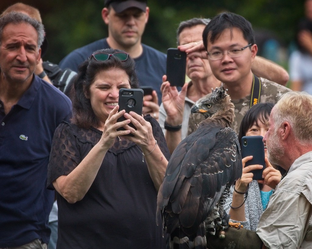 African Crowned Eagle