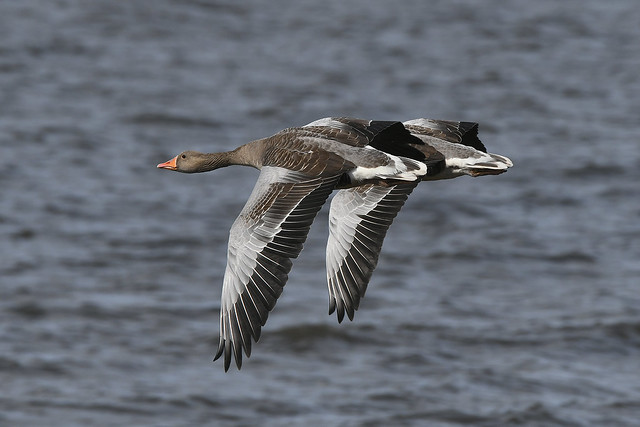 Greylag Geese in Flight over the Forth