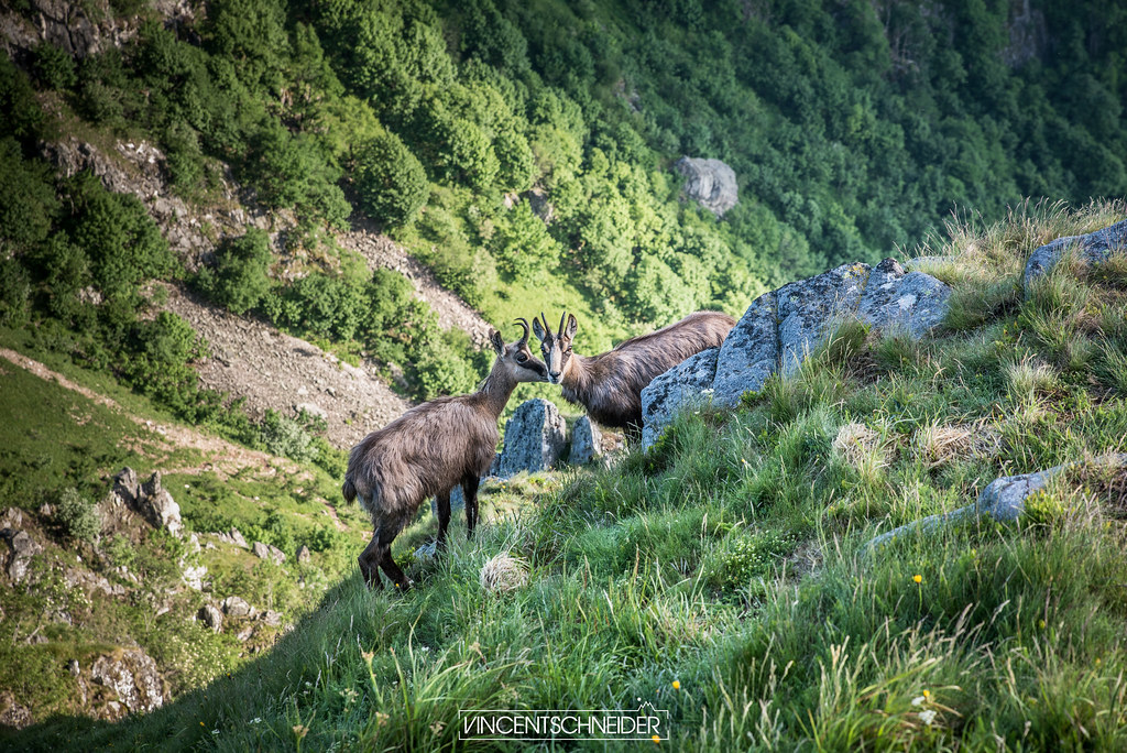Couple de chamois au Hohneck dans le Massif des Vosges