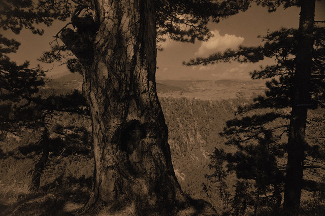 Trees Looking into the Tara Canyon