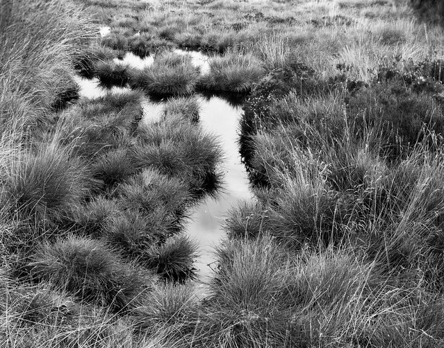 Moorland Puddles