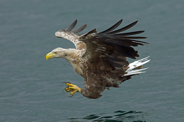White-tailed Eagle, Loch na Keal, Isle of Mull