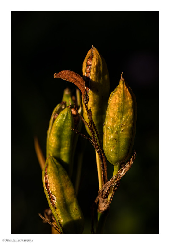 seed pods letting go